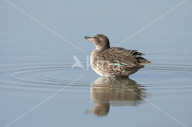 Wintertaling (Anas crecca)