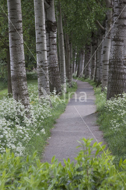 White Poplar (Populus alba)