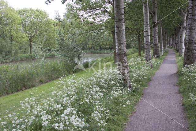 White Poplar (Populus alba)