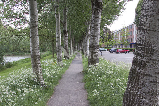 White Poplar (Populus alba)