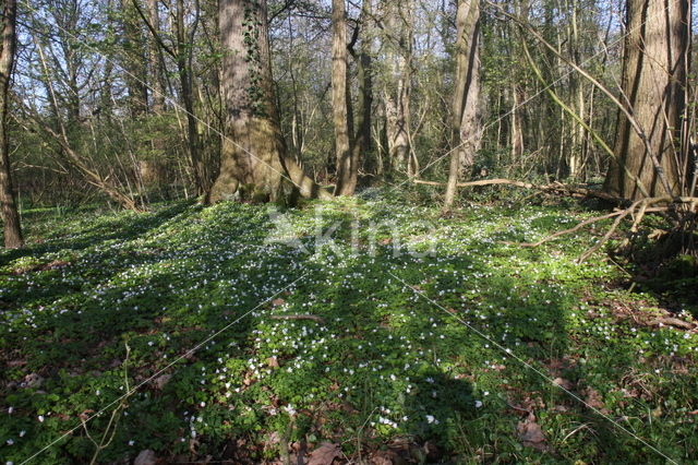 Witte klaverzuring (Oxalis acetosella)