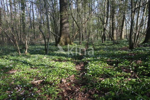 Witte klaverzuring (Oxalis acetosella)