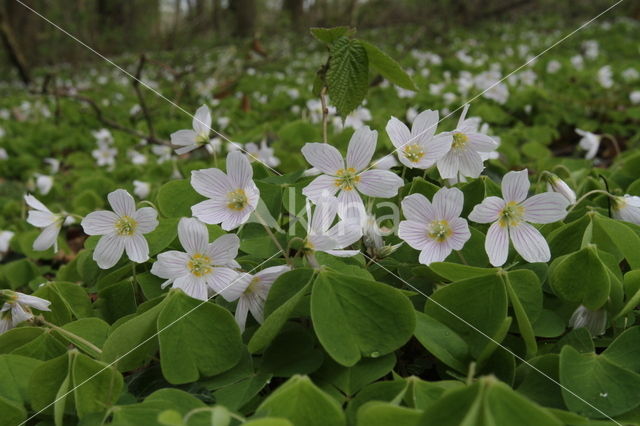 Wood-sorrel (Oxalis acetosella)