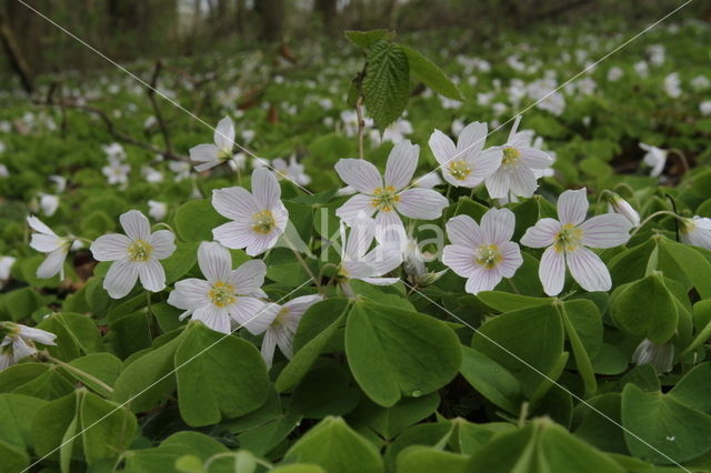 Witte klaverzuring (Oxalis acetosella)