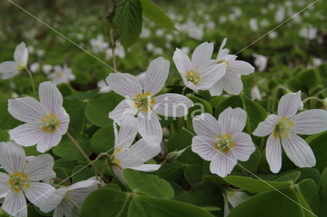 Witte klaverzuring (Oxalis acetosella)