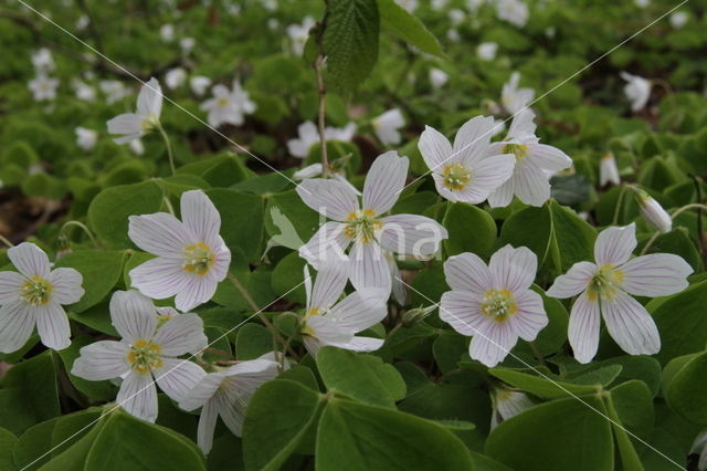 Witte klaverzuring (Oxalis acetosella)