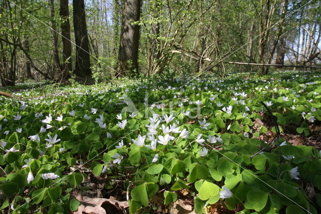 Witte klaverzuring (Oxalis acetosella)