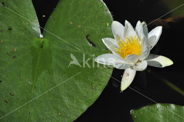 White Waterlily (Nymphaea alba)