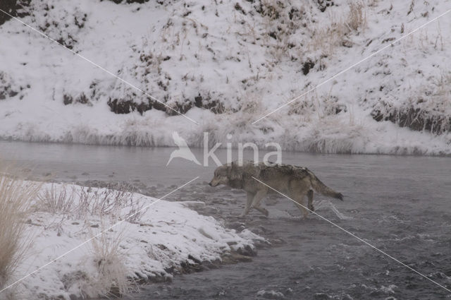 Grey Wolf (Canis lupus)