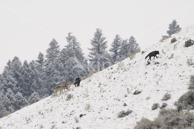 Grey Wolf (Canis lupus)