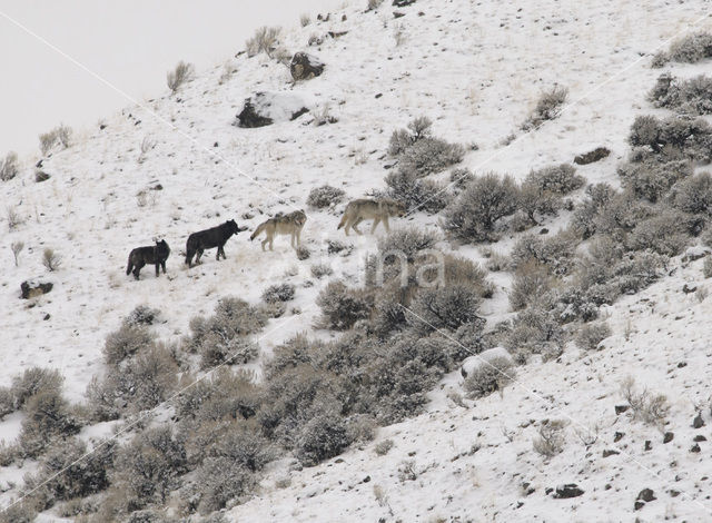 Grey Wolf (Canis lupus)