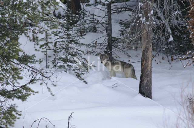 Grey Wolf (Canis lupus)