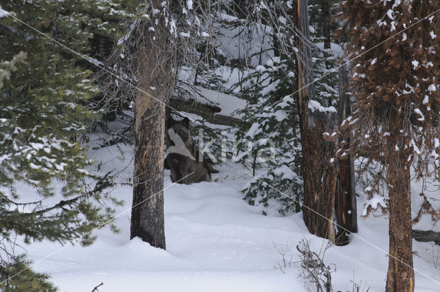 Grey Wolf (Canis lupus)