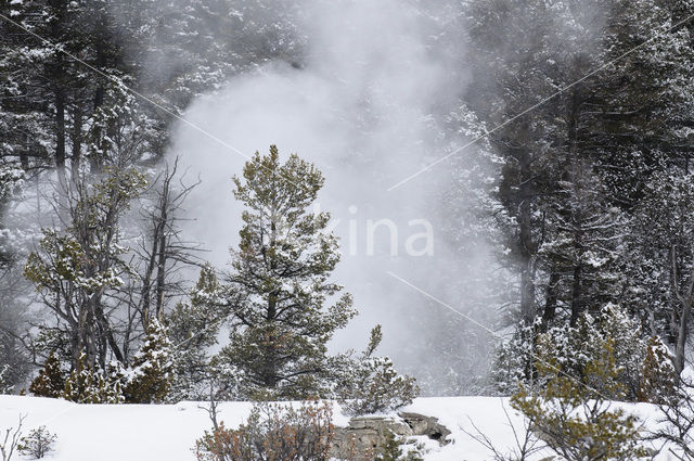 Yellowstone national park