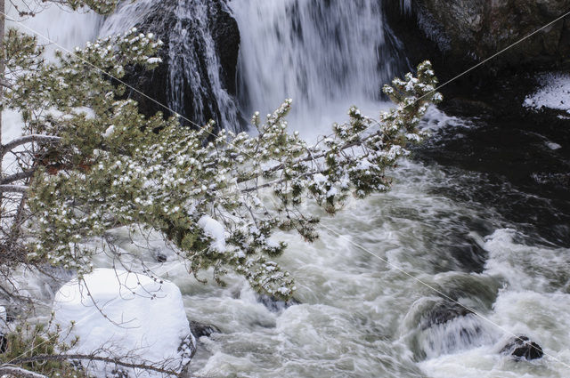 Yellowstone national park