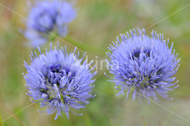 Sheep’s-bit (Jasione montana)