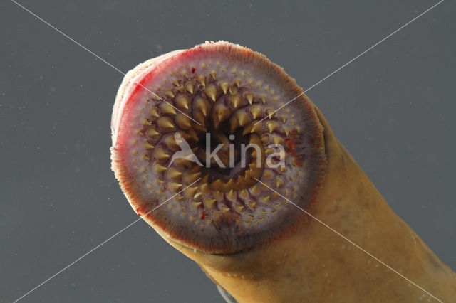 Sea Lamprey (Petromyzon marinus)