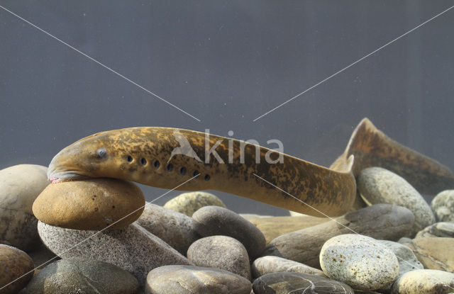 Sea Lamprey (Petromyzon marinus)