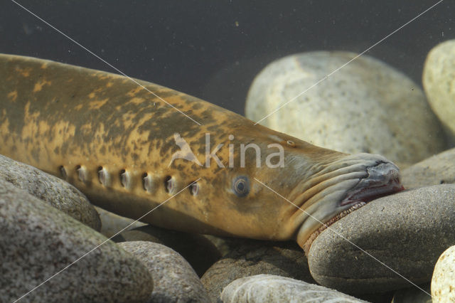 Sea Lamprey (Petromyzon marinus)