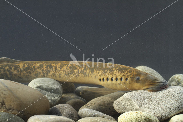 Sea Lamprey (Petromyzon marinus)