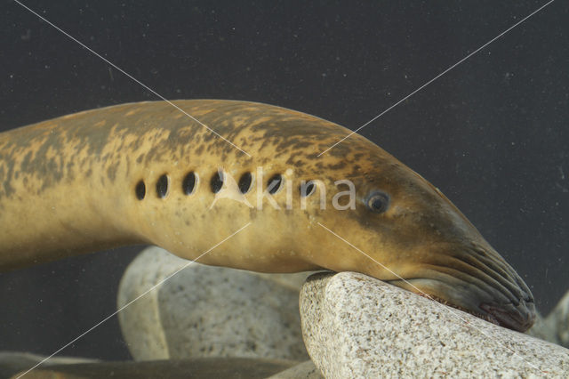 Sea Lamprey (Petromyzon marinus)