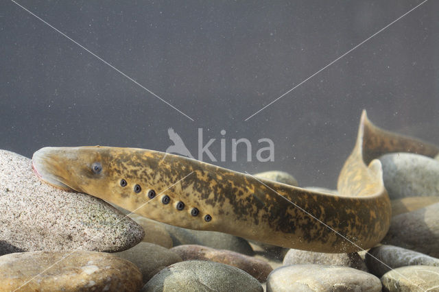 Sea Lamprey (Petromyzon marinus)