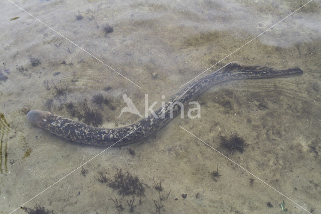 Sea Lamprey (Petromyzon marinus)