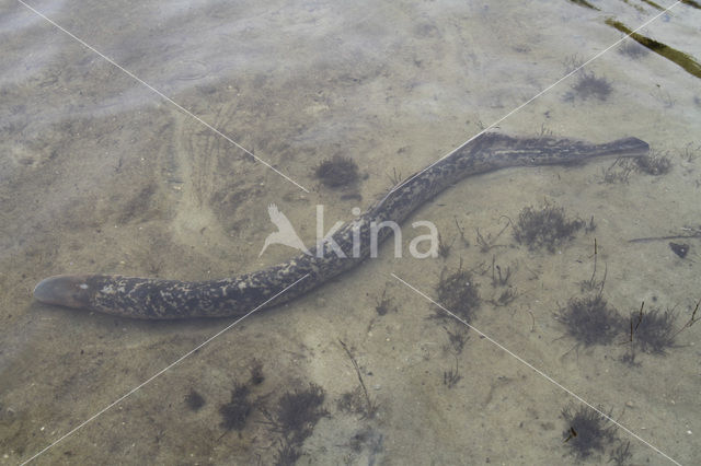 Sea Lamprey (Petromyzon marinus)