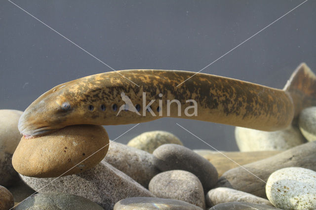 Sea Lamprey (Petromyzon marinus)