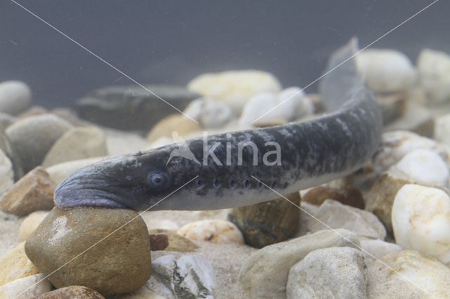 Sea Lamprey (Petromyzon marinus)