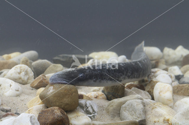 Sea Lamprey (Petromyzon marinus)