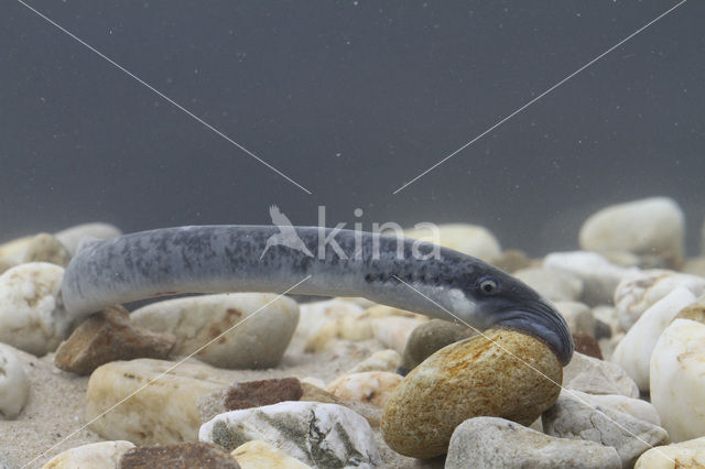 Sea Lamprey (Petromyzon marinus)