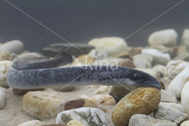 Sea Lamprey (Petromyzon marinus)