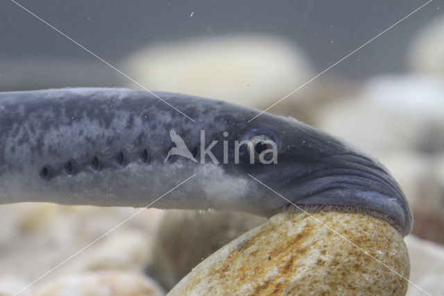 Sea Lamprey (Petromyzon marinus)