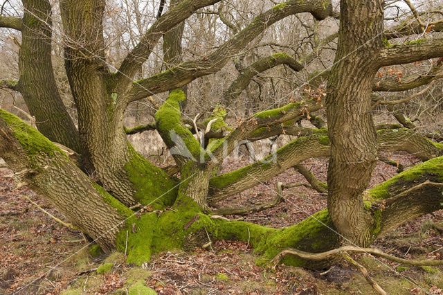 Zomereik (Quercus robur)