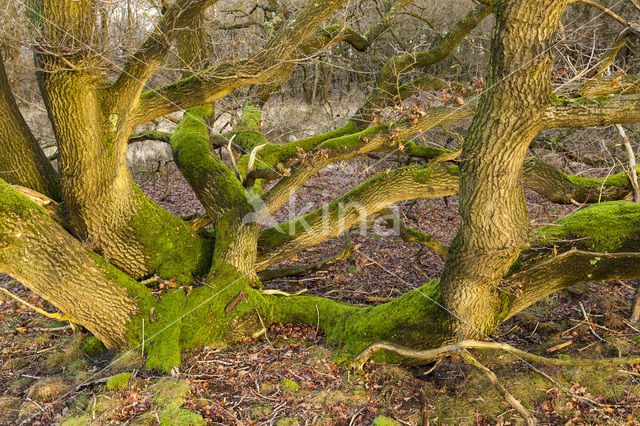 Common Oak