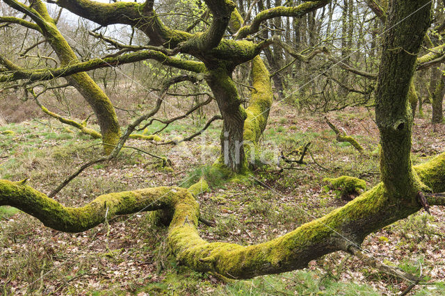 Zomereik (Quercus robur)