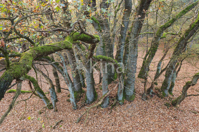 Zomereik (Quercus robur)