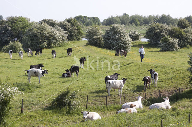 Zwartbonte koe (Bos domesticus)