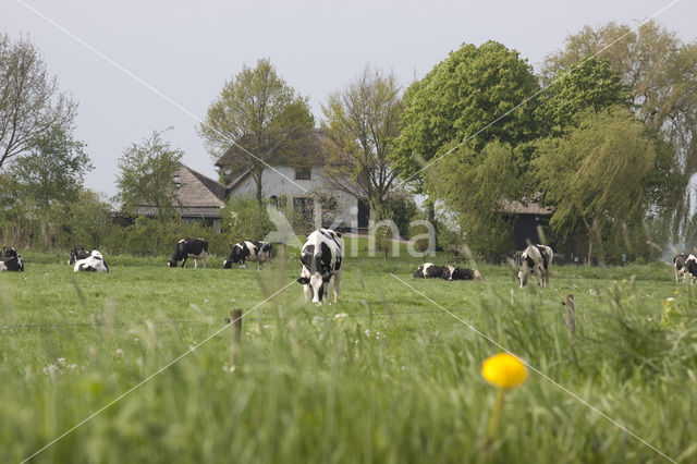 Zwartbonte koe (Bos domesticus)