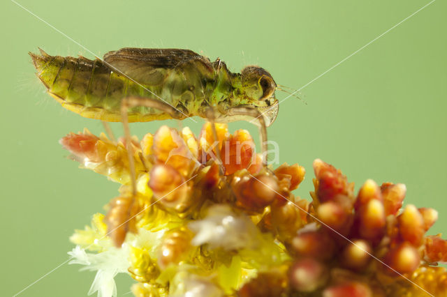 Zwarte heidelibel (Sympetrum danae)