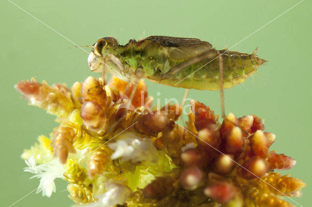 Zwarte heidelibel (Sympetrum danae)