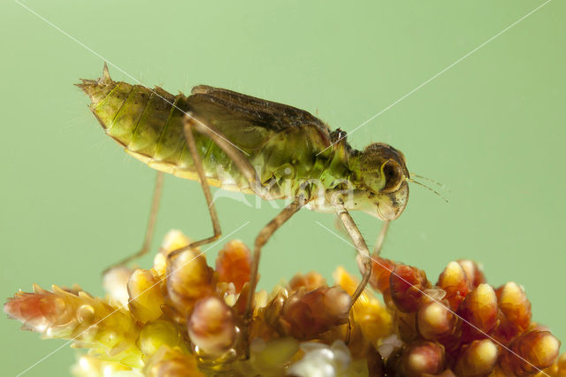 Zwarte heidelibel (Sympetrum danae)