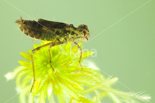 Zwarte heidelibel (Sympetrum danae)