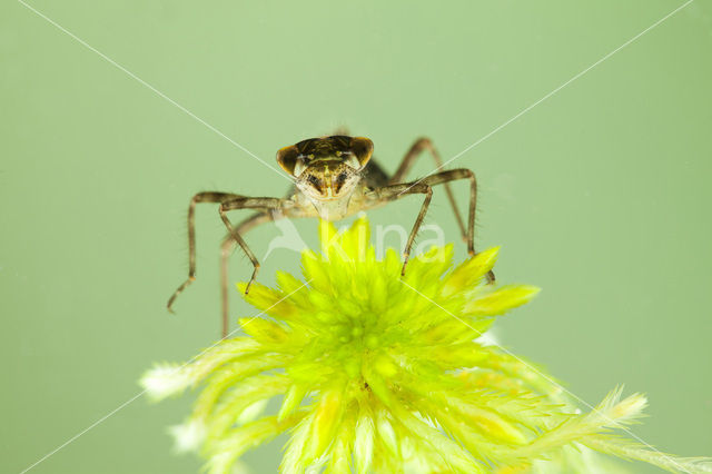 Zwarte heidelibel (Sympetrum danae)