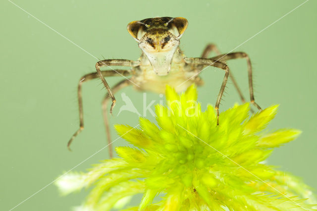 Zwarte heidelibel (Sympetrum danae)