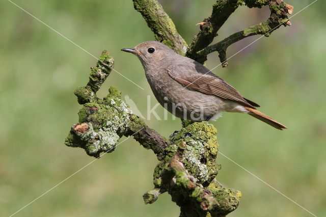 Black Redstart (Phoenicurus ochruros)