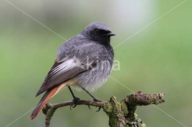 Black Redstart (Phoenicurus ochruros)