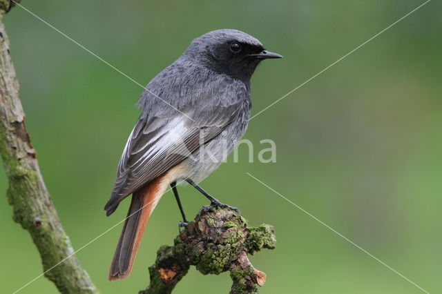 Black Redstart (Phoenicurus ochruros)