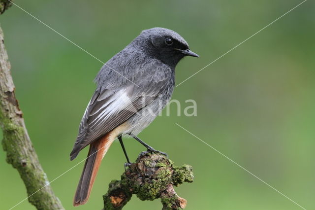 Black Redstart (Phoenicurus ochruros)